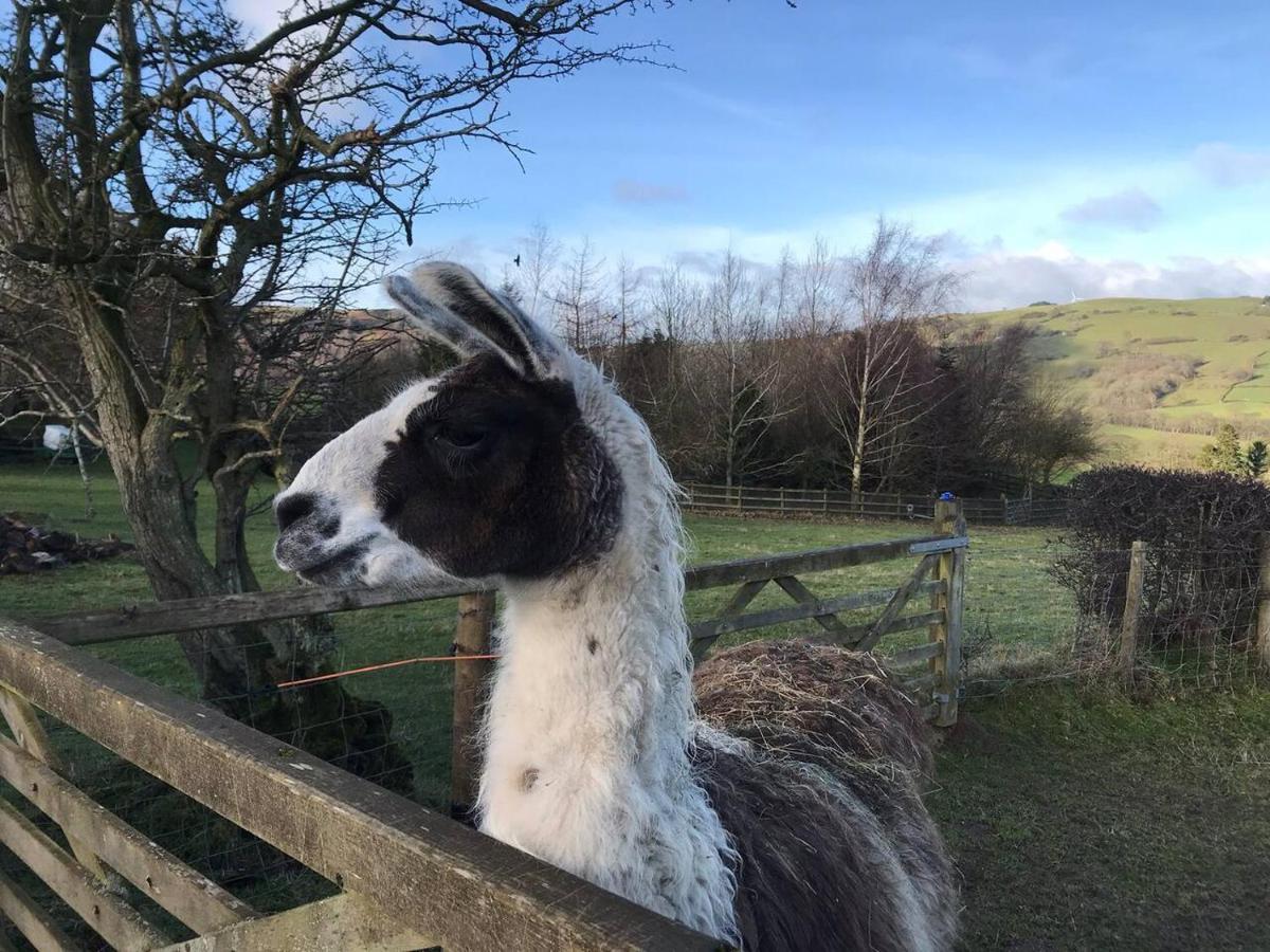 Cosy Cottage For Ecotourism Lovers Near Corwen Exteriér fotografie